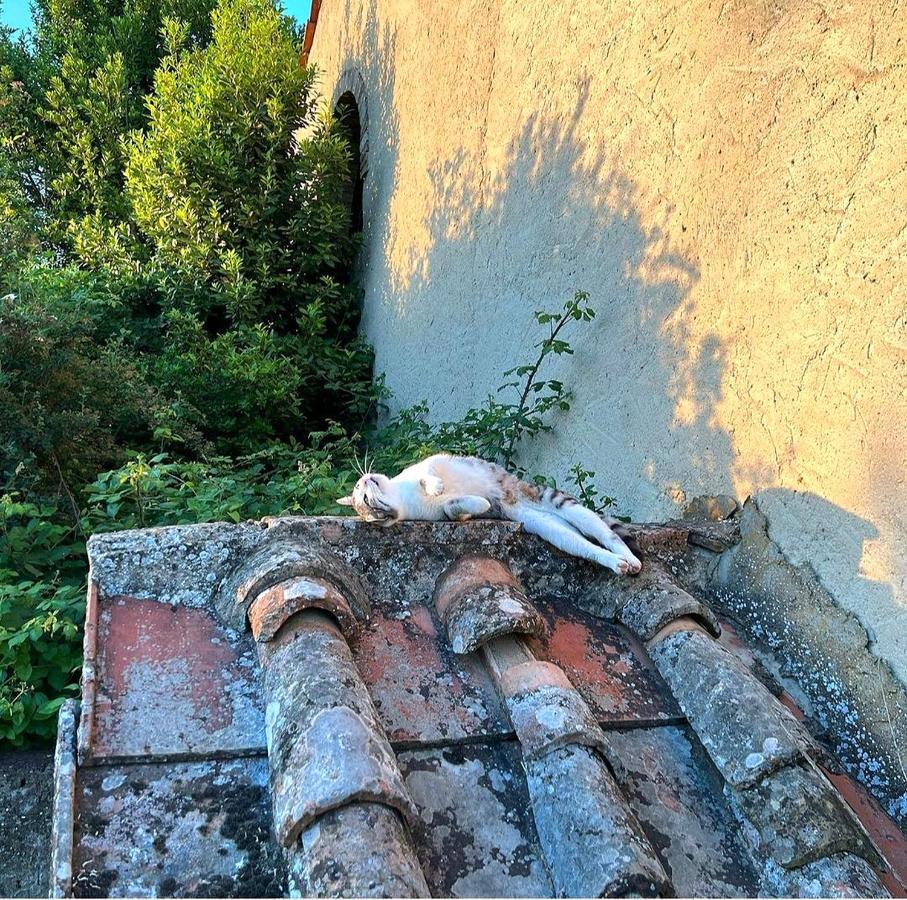La Volpaia 1521 Villa Barberino Val d'Elsa Bagian luar foto